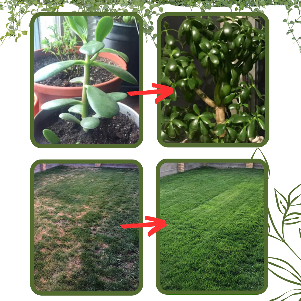 Activateur de sol à nutriments bio – Image 4